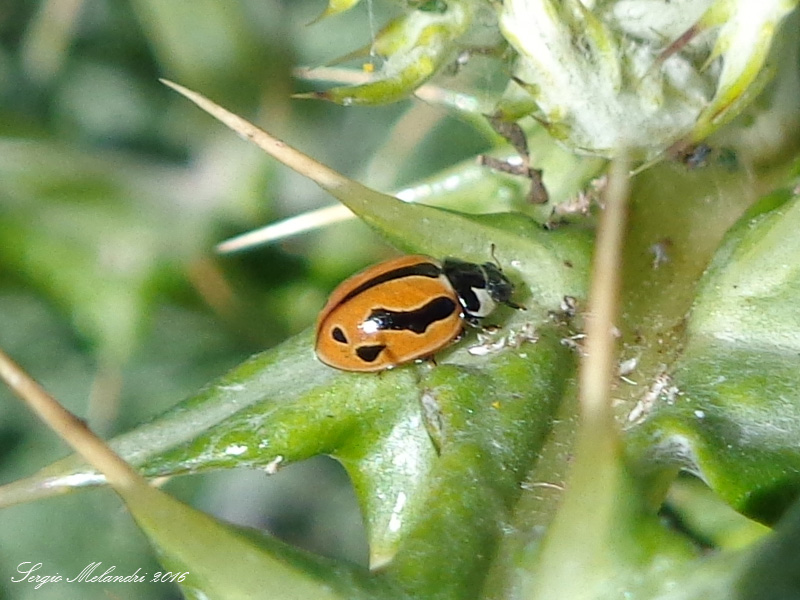 Coccinella (Spilota) miranda, is. Tenerife, Canarie